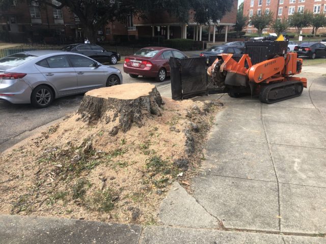 A large stump grown into the sidewalk being removed with a stump grinder at Alabama State University in Montgomery, AL