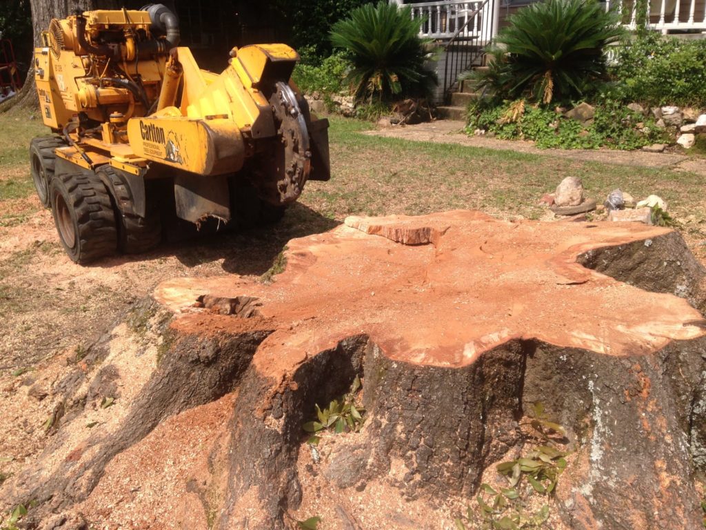 A large tree stump being removed in Montgomery, AL with a Stump Grinder