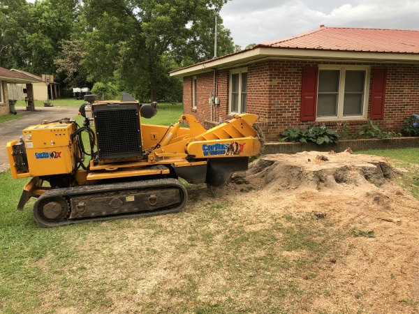 Stump Grinding: Getting to the Roots of the Problem - Cumberland Valley  Tree Service and Landscaping