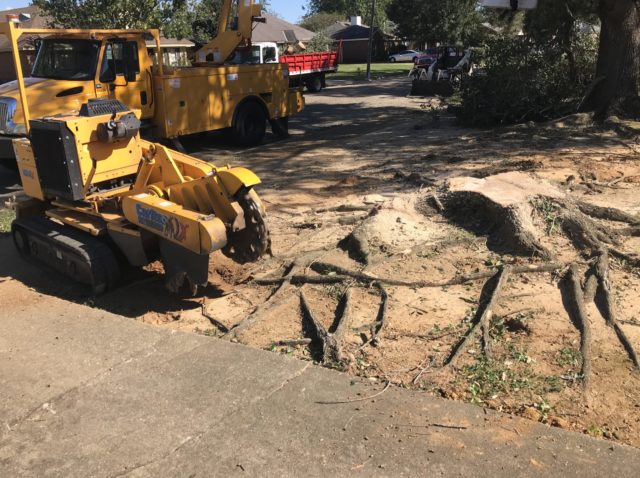 Using a stump grinder to remove a tree stump and surrounding roots in Prattville