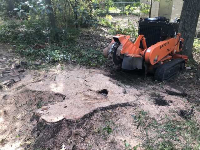 Large oak stump being ground up and removed in Montgomery, AL